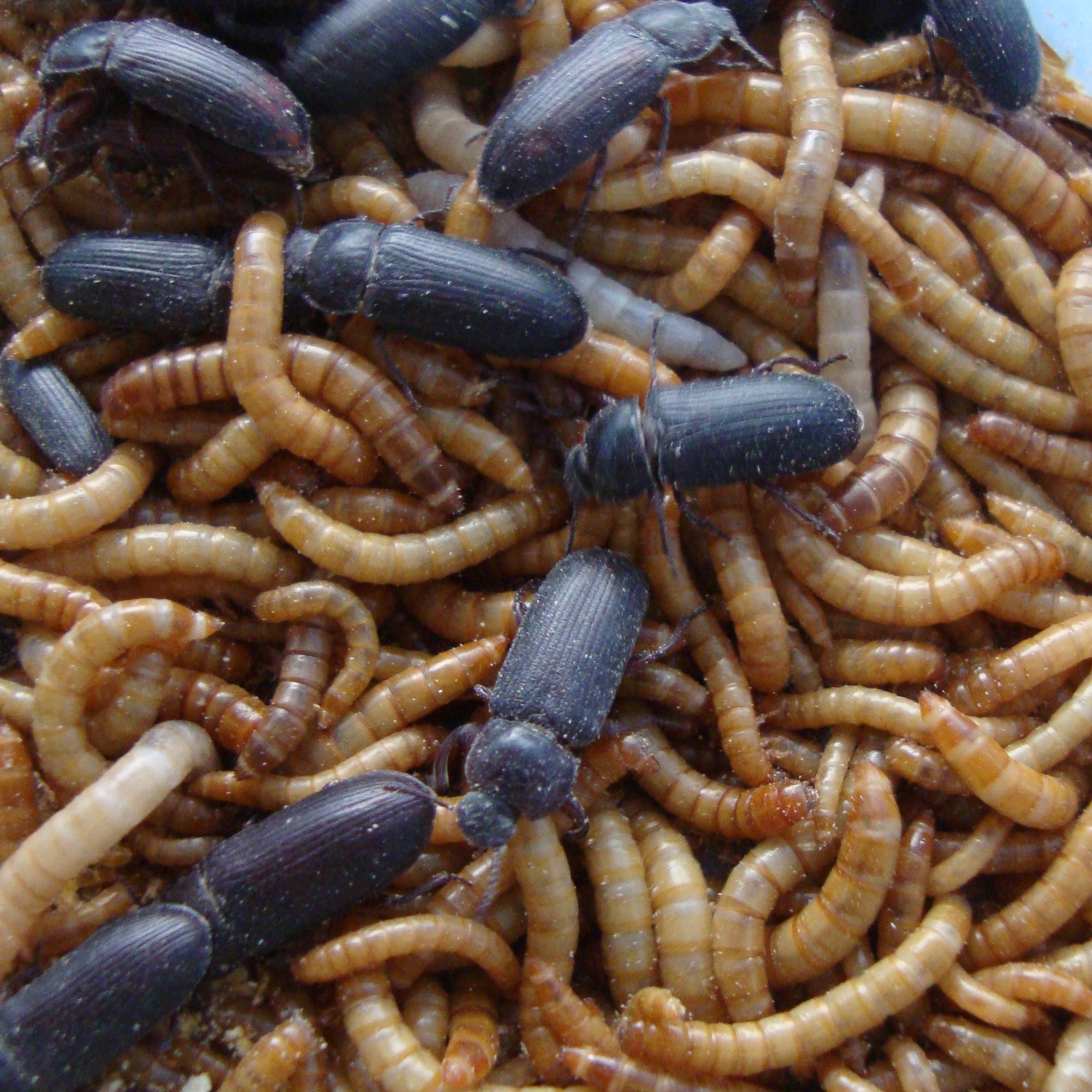 My mealworms